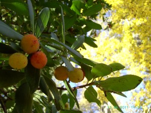 Madroños en el Jardín