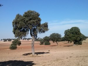 Encinas en La Mesa, a principio de este otoño