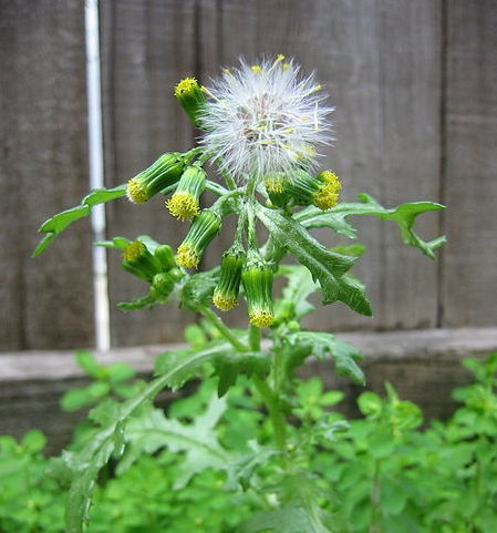 Hirba cana (senecio vulgaris)