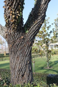 IMG_0437