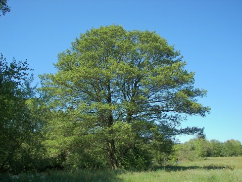 alnus_glutinosa_011