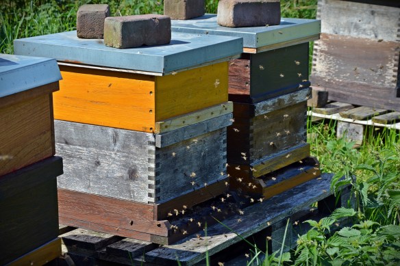 bees-1578726_1920