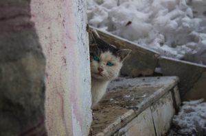 gato, enfado, nieve