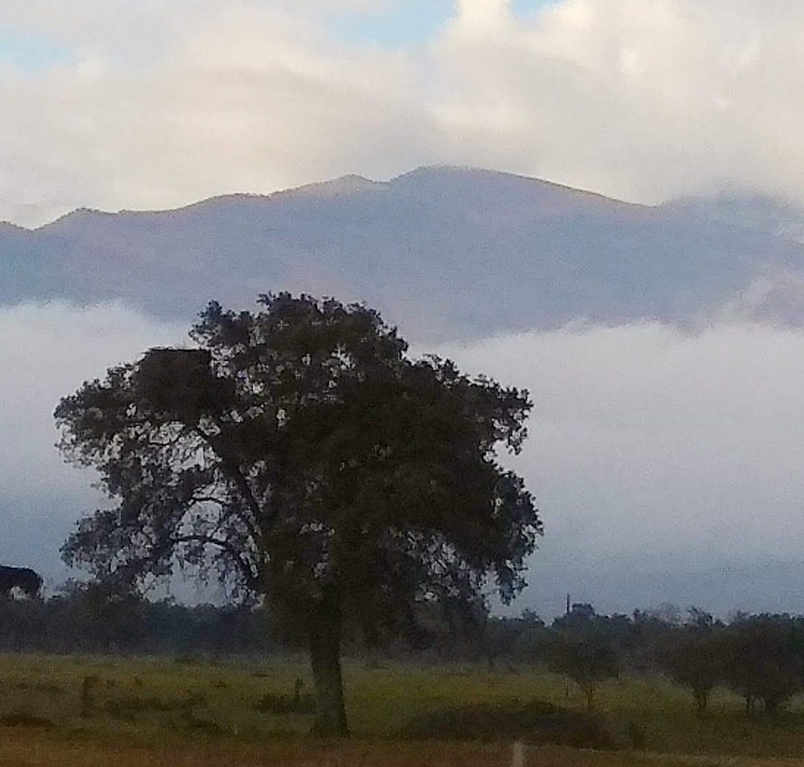 Mujerárbol